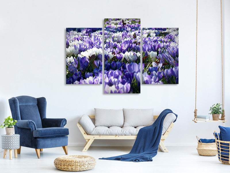 modern-3-piece-canvas-print-a-field-full-of-crocuses