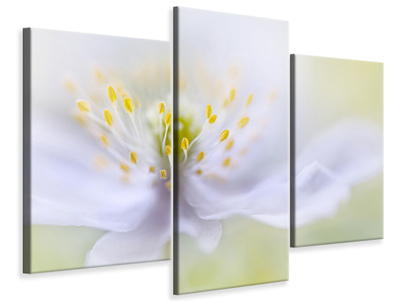 modern-3-piece-canvas-print-anemone-beauty