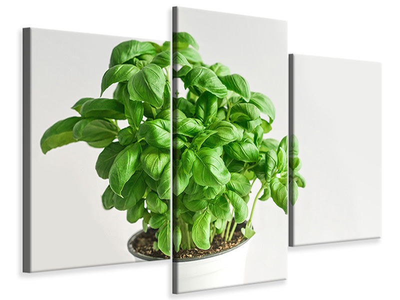 modern-3-piece-canvas-print-basil-in-the-pot