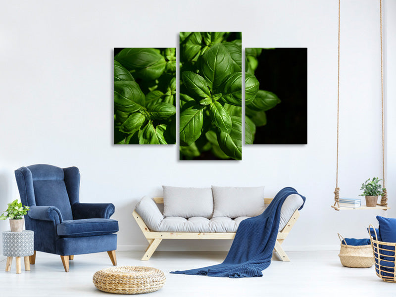 modern-3-piece-canvas-print-basil-in-xl