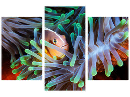 modern-3-piece-canvas-print-clownfish