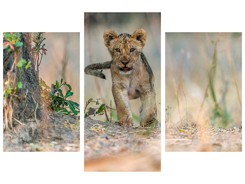 modern-3-piece-canvas-print-cub-south-luangwa