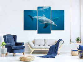 modern-3-piece-canvas-print-curious-dolphin