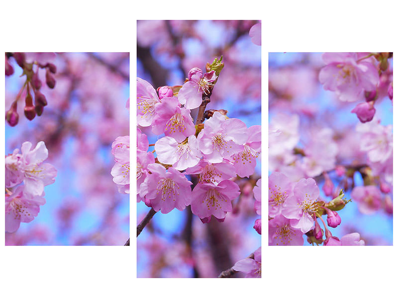 modern-3-piece-canvas-print-gorgeous-cherry-blossom