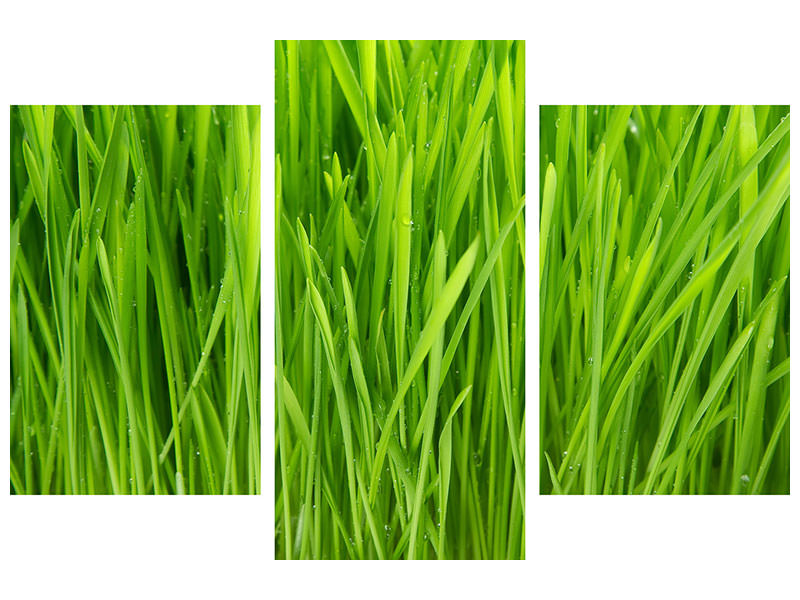 modern-3-piece-canvas-print-grass-in-morning-dew