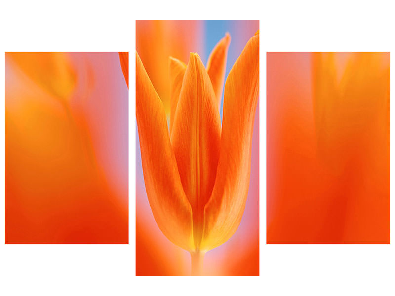 modern-3-piece-canvas-print-kensaki-tulip