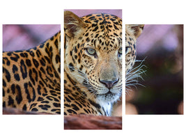 modern-3-piece-canvas-print-leopard