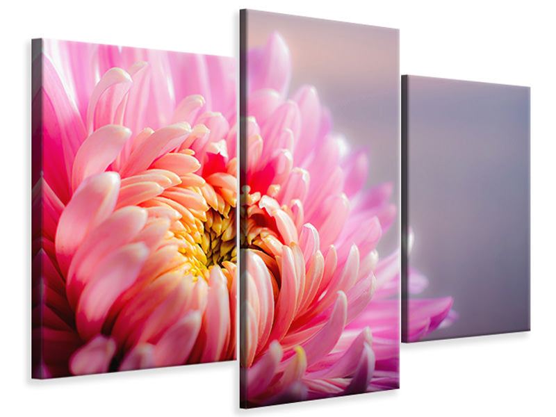 modern-3-piece-canvas-print-macro-chrysanthemum