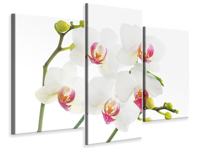 modern-3-piece-canvas-print-orchids-love