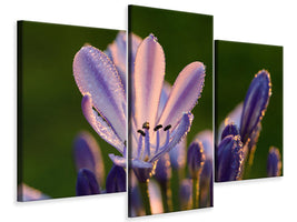 modern-3-piece-canvas-print-ornamental-lilies-with-morning-dew