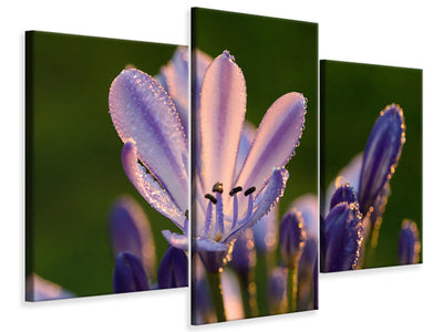 modern-3-piece-canvas-print-ornamental-lilies-with-morning-dew