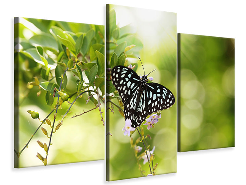 modern-3-piece-canvas-print-papilio-butterfly-xxl