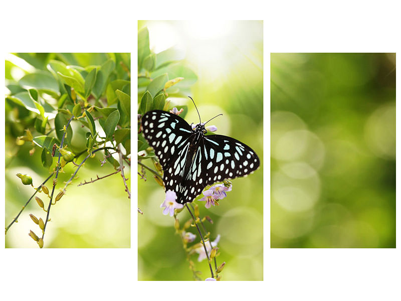 modern-3-piece-canvas-print-papilio-butterfly-xxl