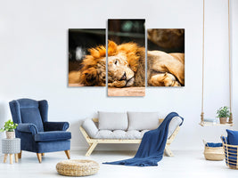 modern-3-piece-canvas-print-relaxed-lion