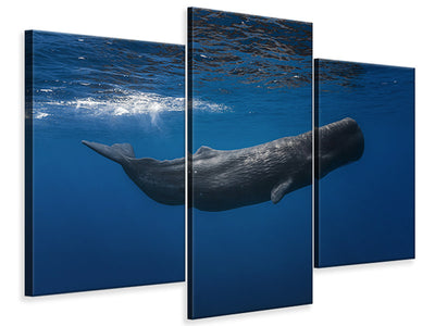 modern-3-piece-canvas-print-sperm-whale