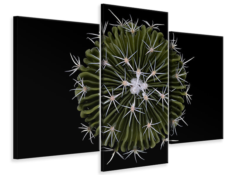 modern-3-piece-canvas-print-stenocactus