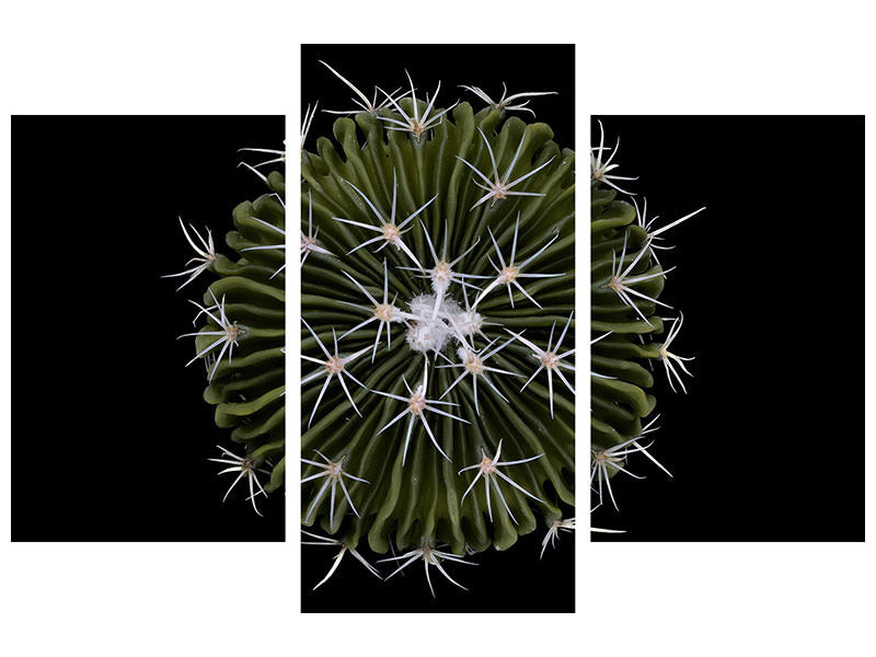 modern-3-piece-canvas-print-stenocactus