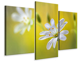 modern-3-piece-canvas-print-stitchwort-ii