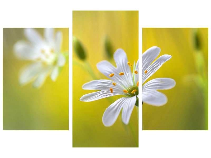 modern-3-piece-canvas-print-stitchwort-ii