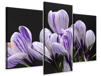 modern-3-piece-canvas-print-the-crocus