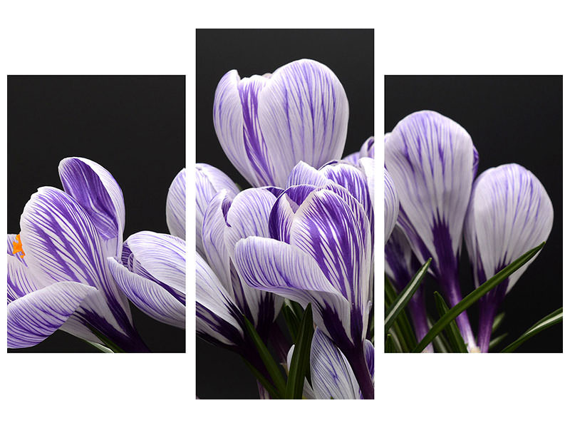 modern-3-piece-canvas-print-the-crocus