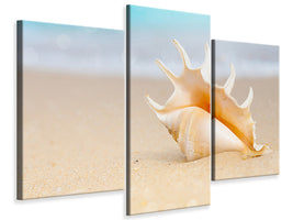 modern-3-piece-canvas-print-the-shell-on-the-beach