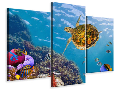 modern-3-piece-canvas-print-the-turtle