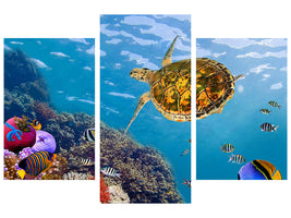 modern-3-piece-canvas-print-the-turtle