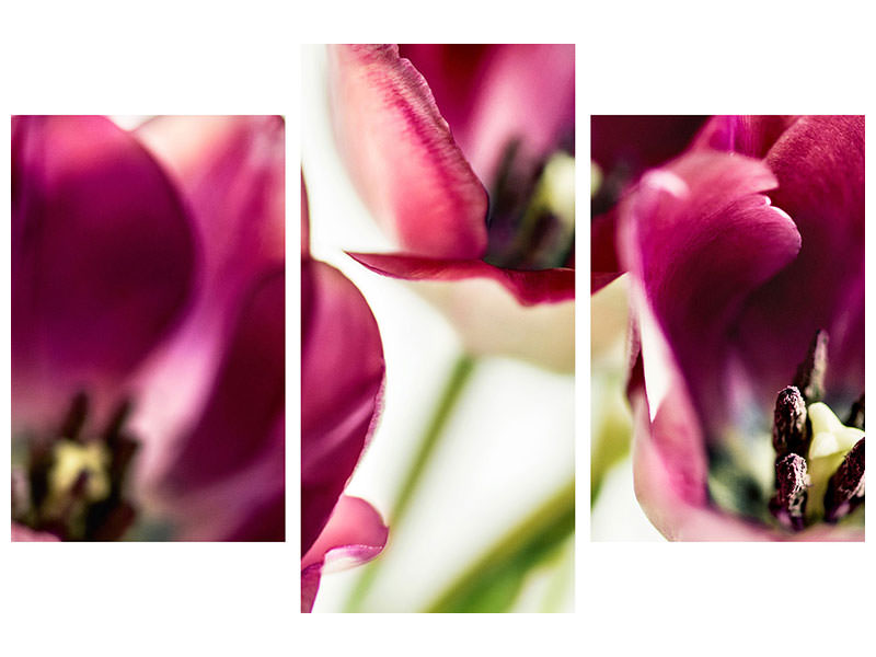 modern-3-piece-canvas-print-tulip-iv