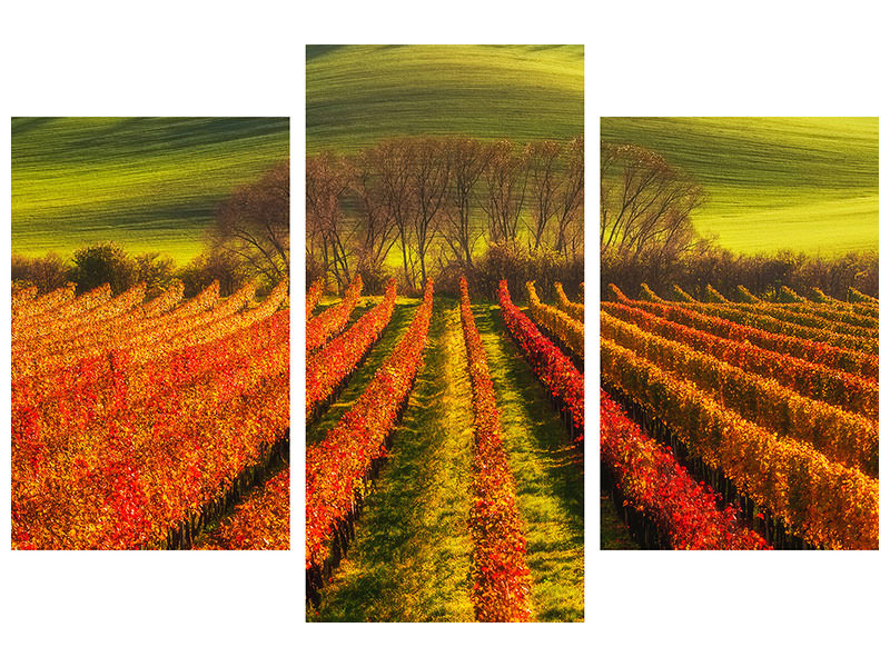 modern-3-piece-canvas-print-vine-growing
