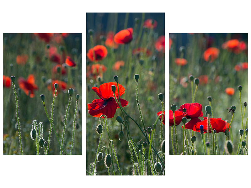 modern-3-piece-canvas-print-wild-poppy