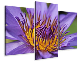 modern-3-piece-canvas-print-xxl-water-lily-in-purple