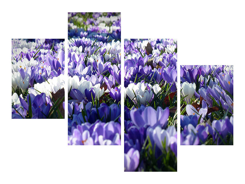 modern-4-piece-canvas-print-a-field-full-of-crocuses