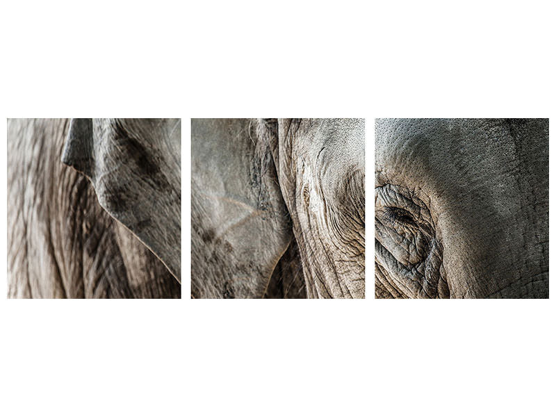 panoramic-3-piece-canvas-print-close-up-elephant