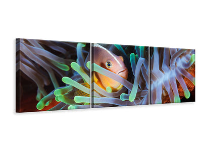 panoramic-3-piece-canvas-print-clownfish