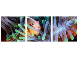 panoramic-3-piece-canvas-print-clownfish