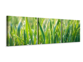 panoramic-3-piece-canvas-print-grass-with-morning-dew-xl