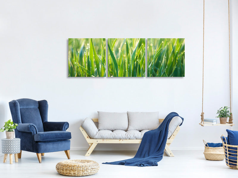 panoramic-3-piece-canvas-print-grass-with-morning-dew-xl