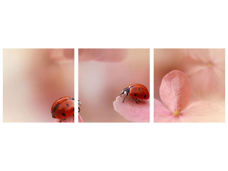 panoramic-3-piece-canvas-print-ladybirds-on-pink-hydrangea