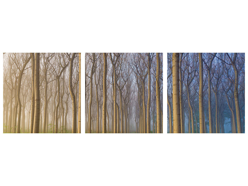 panoramic-3-piece-canvas-print-morning-of-the-forest