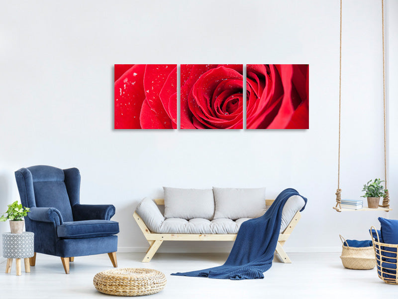 panoramic-3-piece-canvas-print-red-rose-in-morning-dew