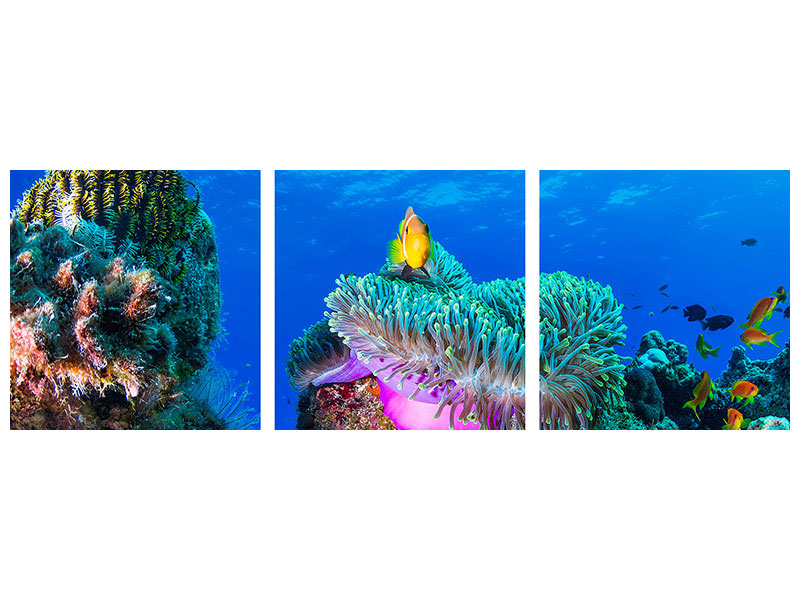 panoramic-3-piece-canvas-print-sea-life