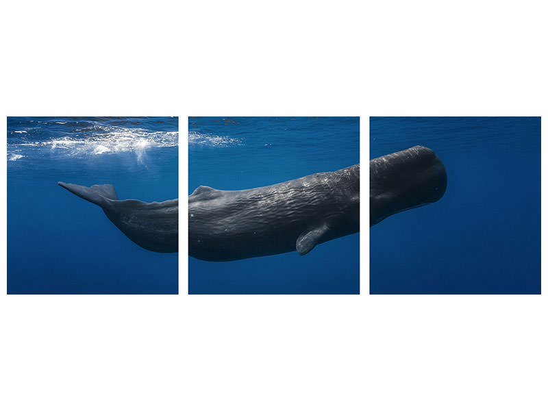 panoramic-3-piece-canvas-print-sperm-whale