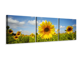 panoramic-3-piece-canvas-print-summer-sunflowers