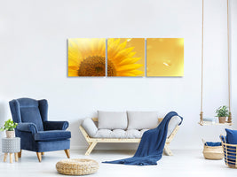 panoramic-3-piece-canvas-print-sunflower-in-morning-dew