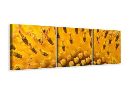 panoramic-3-piece-canvas-print-the-buds-of-the-sunflower-in-xxl