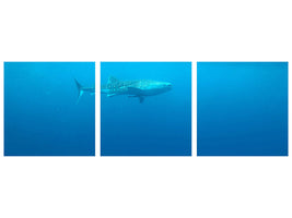 panoramic-3-piece-canvas-print-the-whale-shark