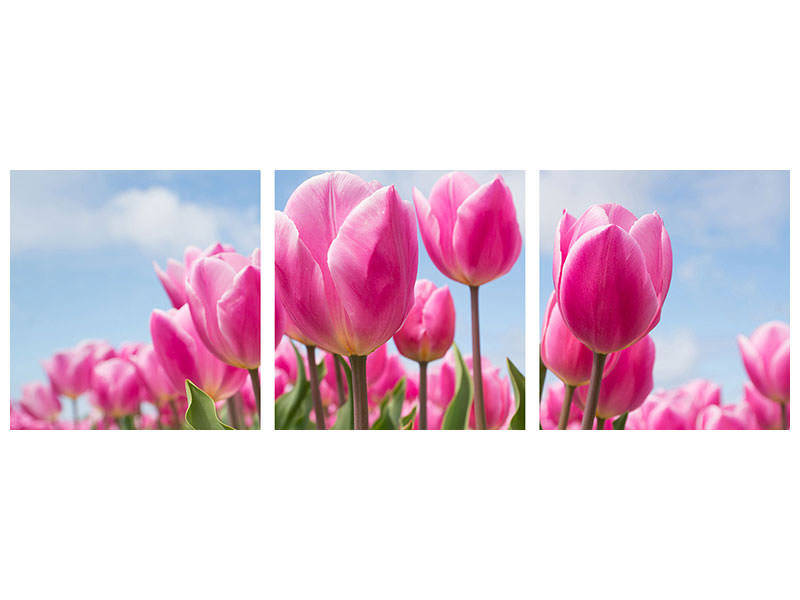 panoramic-3-piece-canvas-print-tulip-field-in-pink