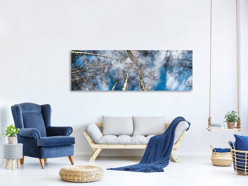 panoramic-canvas-print-birch-crowns