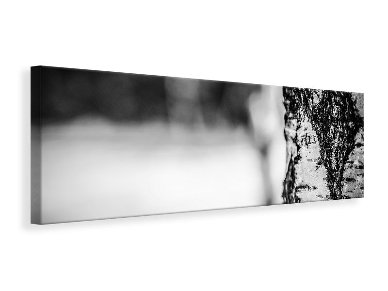 panoramic-canvas-print-birch-trunk